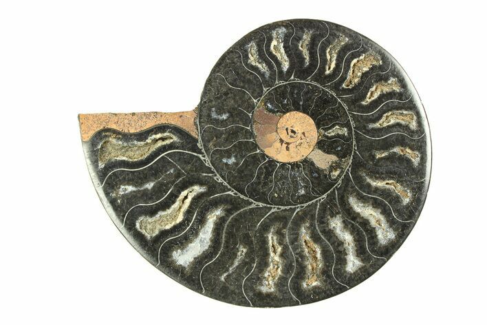 Cut & Polished Ammonite Fossil (Half) - Unusual Black Color #281283